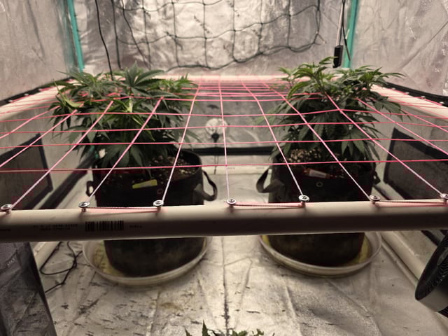 Granny Candy and PLCG — vegetative, day 64