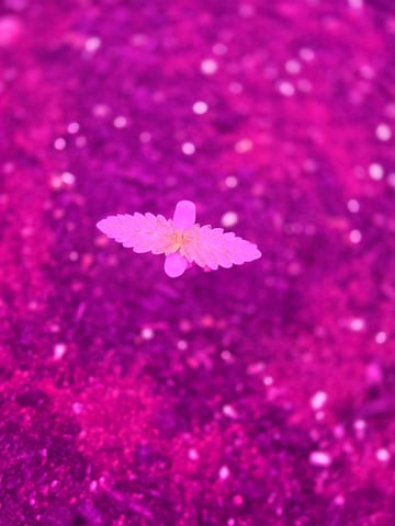 First Grow — seedling_rooting, day 7