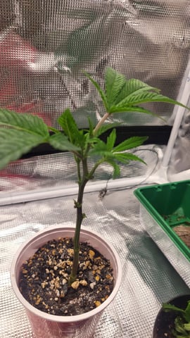 2x2x4 — vegetative, day 36