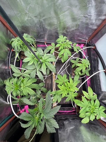 Grow #2 2x2x4 — vegetative, day 34