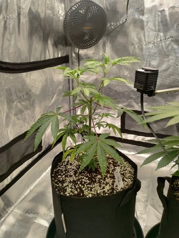 Photo Time📸🕞 — vegetative, day 47