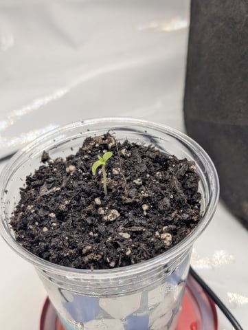 Cinderella 99 — seedling_rooting, day 8