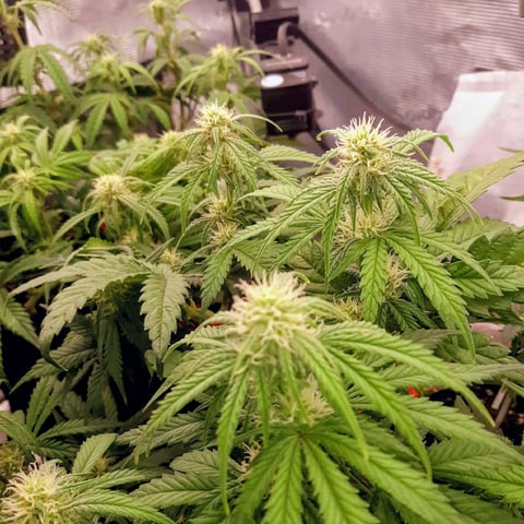Homemade Seeds  — flower, day 55