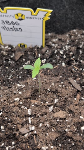 memphisto 3 bears OG, ethos high note r1 — germination, day 6