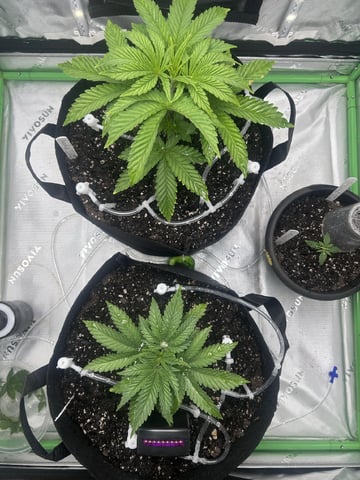 grow two — vegetative, day 4
