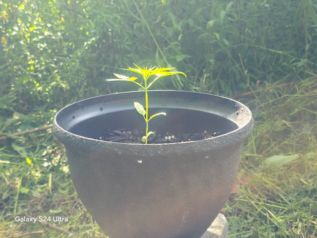 1st Grow — vegetative, day 19