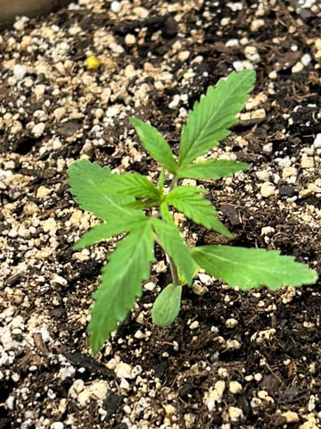 First ever grow — vegetative, day 25
