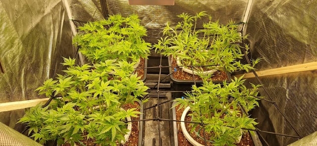 Indigo Saphirex2 And Slush Mint Cake X2 — flower, day 59