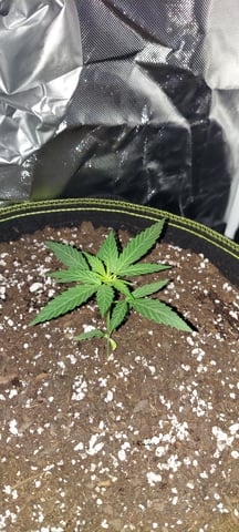 2025 grow — vegetative, day 1