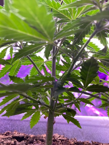 Rainbow Mints — vegetative, day 4