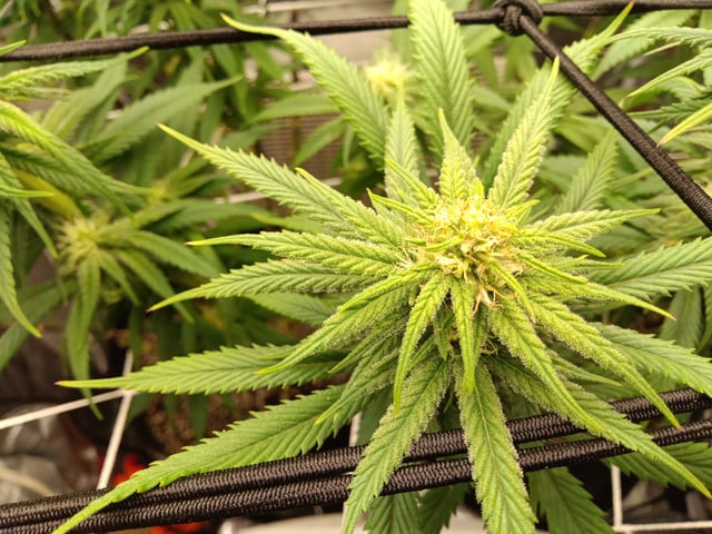 Starfighter/Ohio Guptilla Hybrid — flower, day 9