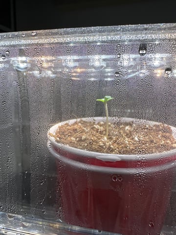 Autos: Banana Purple Punch (1)  & Guava Fig (2) — seedling_rooting, day 8