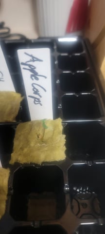 My First Grow — seedling_rooting, day 1