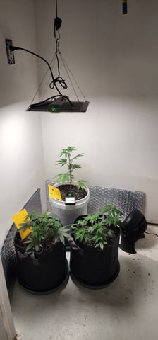 Orange cream pop and sour strawberry — vegetative, day 41