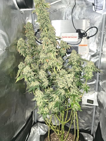 Northern lights #10 2nd plant (Selkies) — flower, day 99