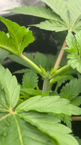 LSD feminized — vegetative, day 29