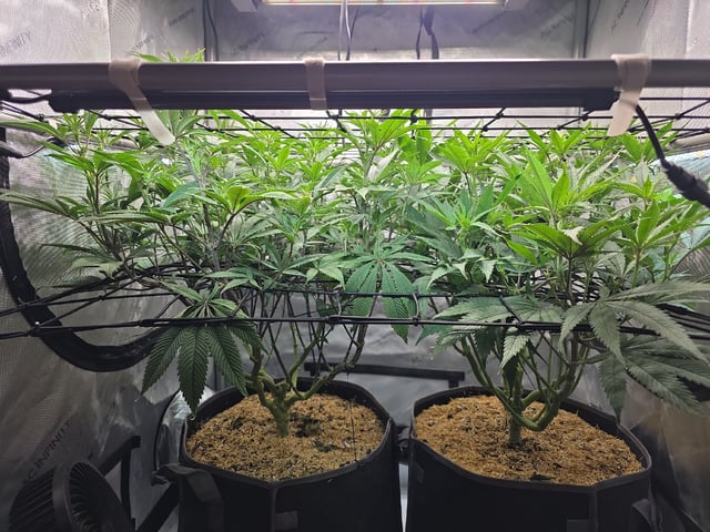 Strawberry Sugar  — flower, day 72