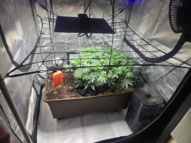 White rhino — vegetative, day 43