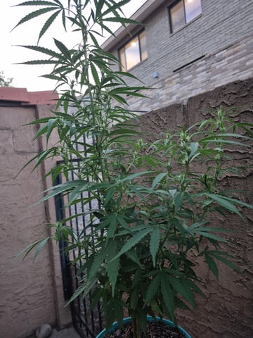 new strain — flower, day 39