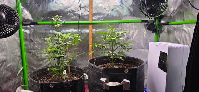 Here We Grow... — flower, day 48