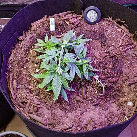 Purple Plum Perfect 💜 & 2 Grape Runtz 🍇 Mainlining garden.  — vegetative, day 91
