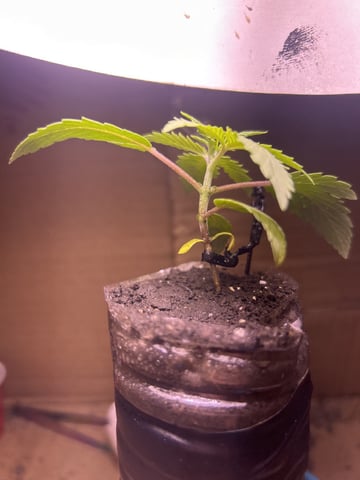 My First Ever Grow