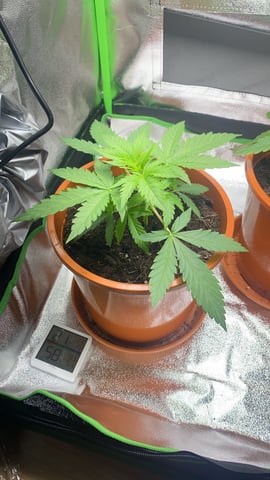 2nd Try — vegetative, day 30