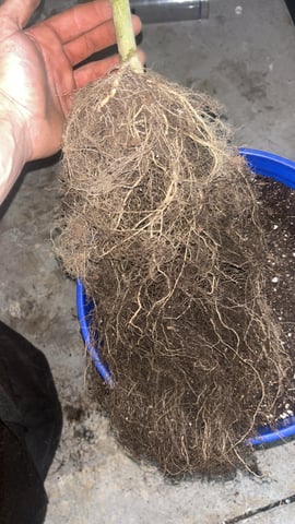 2nd Run — harvest, day 154