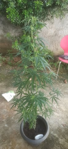 Prentwins — flower, day 109