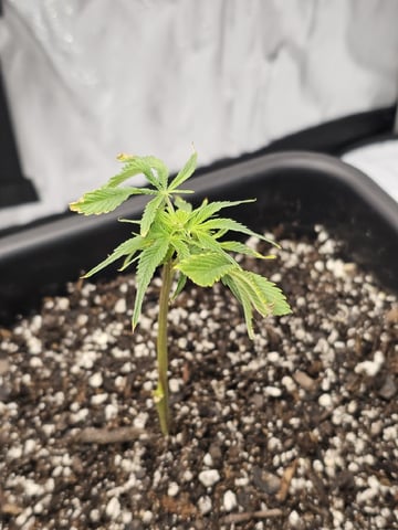 First Grow — vegetative, day 11