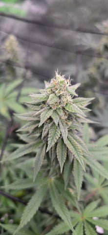 SGC & GWS — flower, day 103