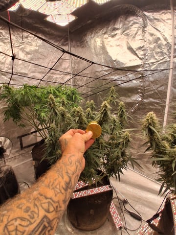 Seedman mix auto & seedman mix auto & GodFather OG — flower, day 88