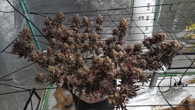 Blackberry Kush — harvest, day 130