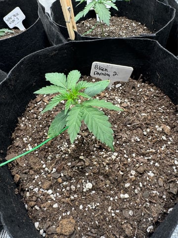 SSH and BD — vegetative, day 16