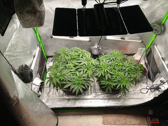 fruity pebbles, cap junky — vegetative, day 50