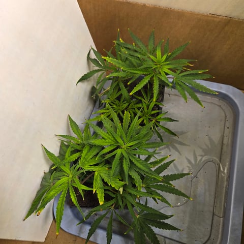 2nd Generation Clones