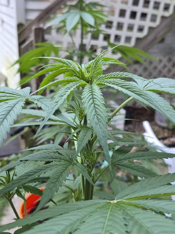 My First Grow — flower, day 66