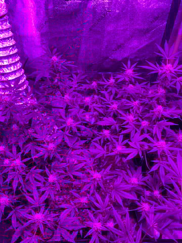 Amnesia Haze (First Ever Grow) — flower, day 95