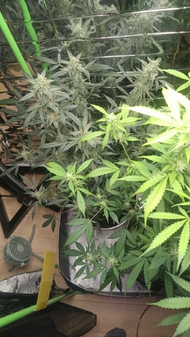 Gelato & Amnesia  — flower, day 63