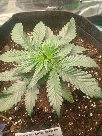 lil Slurry, first grow — vegetative, day 18