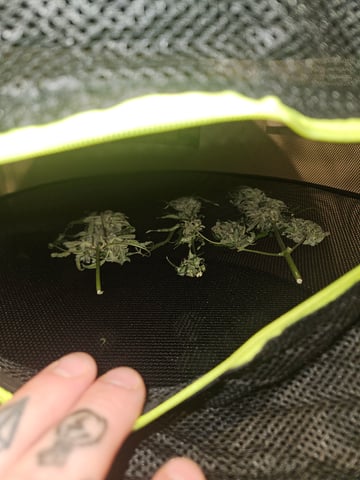 Mango Runtz — harvest, day 85