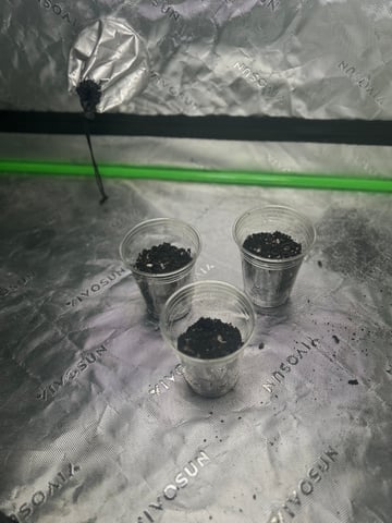 exotic genetix cereal milk — germination, day 1