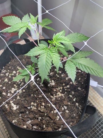 Audrey III — vegetative, day 56