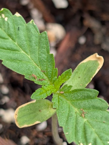 Galicane Fem — vegetative, day 14