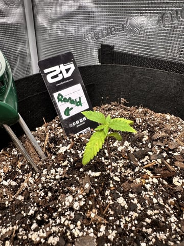 Gorilla Cookies — 1st Grow — vegetative, day 19
