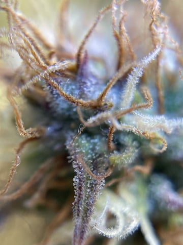 3x3 Grow — flower, day 44