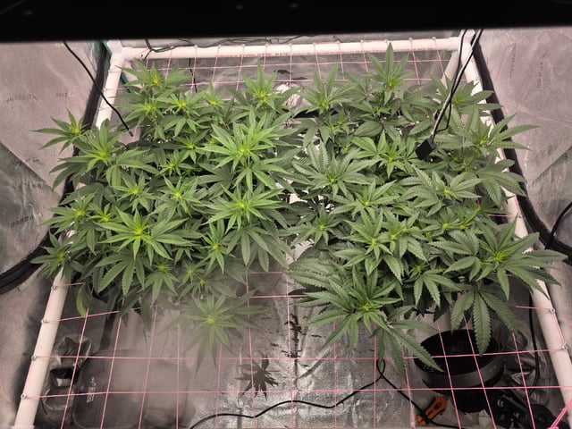 Granny Candy and PLCG — vegetative, day 88