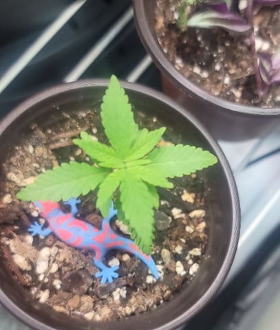 Poison Rainbows — seedling_rooting, day 26