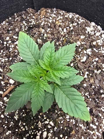 Northern lights #10 (Alaska) — vegetative, day 11