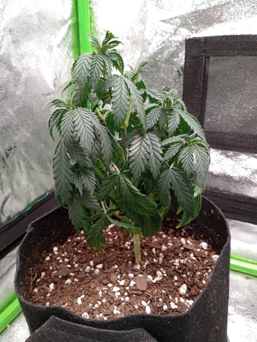 All Aboard!!! — vegetative, day 39